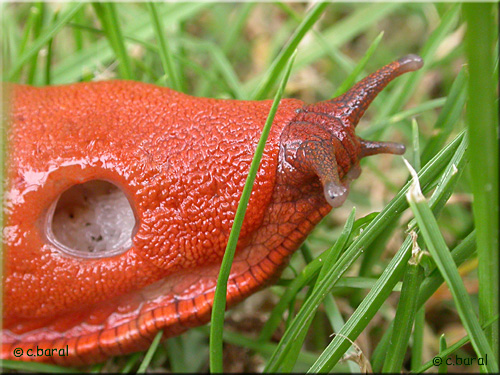 Loche ou Limace rouge, Arion rufus
