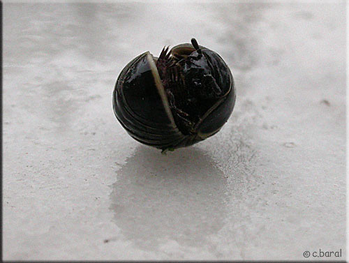 Glomeris marginata se déroule Glomeris marginata