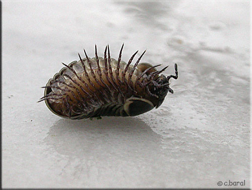 Face ventrale de Glomeris marginata Glomeris marginata face ventrale