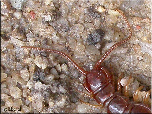 Lithobius forficatus, gros plan de la tte