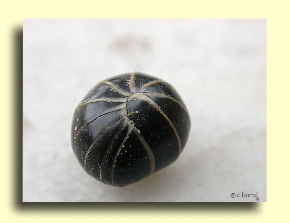 Gloméris, Glomeris marginata