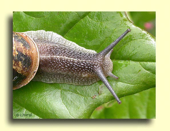 Helix aspersa, Cornu aspersum, Escargot Petit-Gris