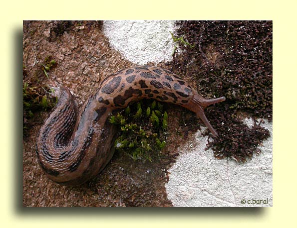 Limax maximus