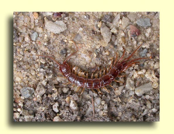Lithobius forficatus, Lithobie  pinces