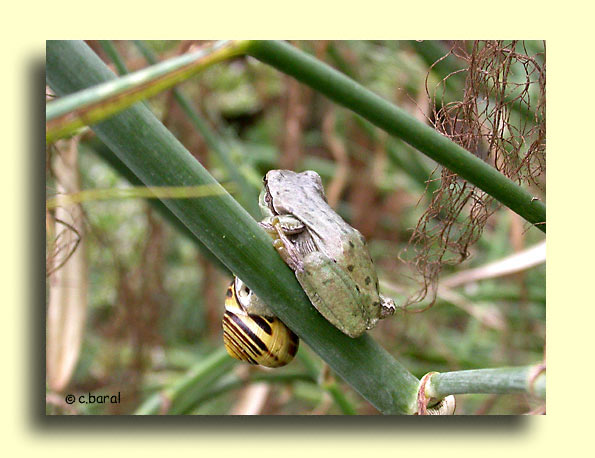 Rainette arboricole, Hyla arborea