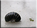 Glomeris marginata