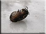 Glomeris marginata