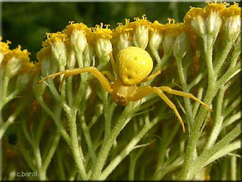 Misumena vatia femelle