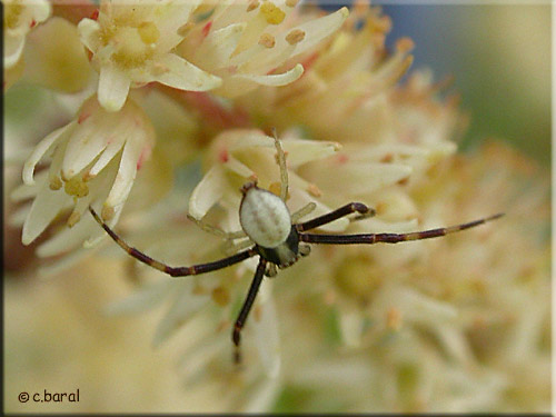 Misumena vatia mâle