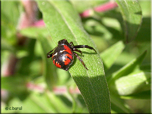 Synaema globosum femelle