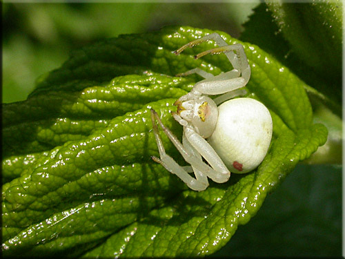 Misumena vatia
