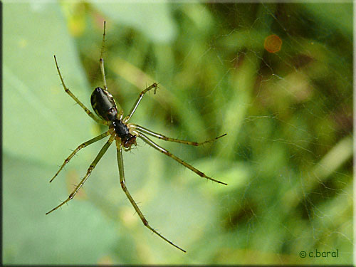 Linyphia triangularis