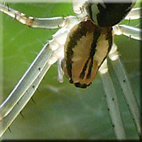 Motif du cphalothorax de Linyphia triangularis