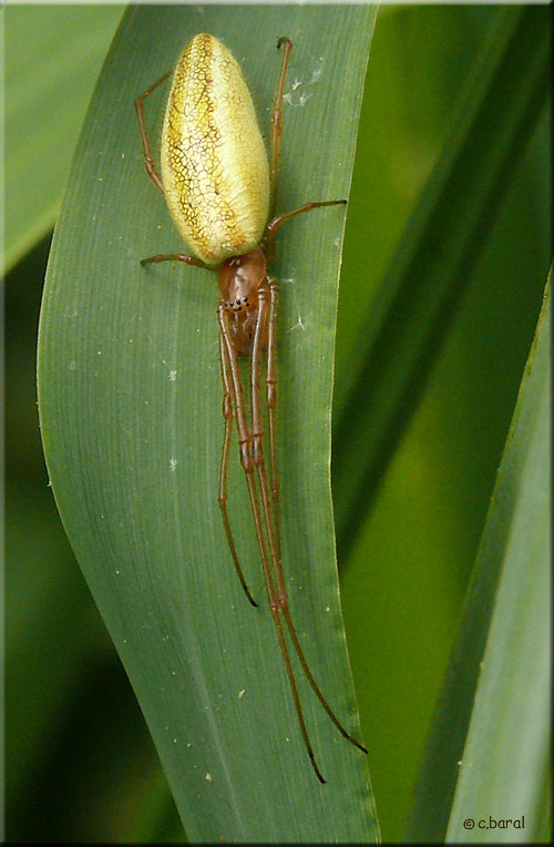 Tetragnatha