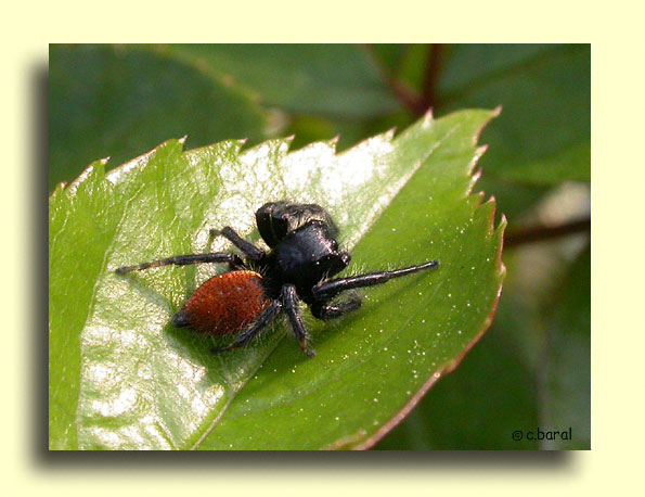 Carrhotus xanthogramma mâle, Saltique orangée