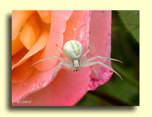 Misumena vatia, Araignée crabe