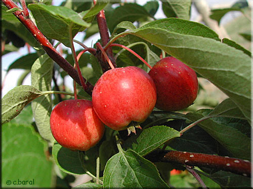 Fruits du Pommier à fleurs ‘Evereste’ Ftuits du Malus ‘Evereste’