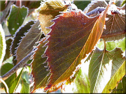 Tilleul de Henry, Tilia henryana