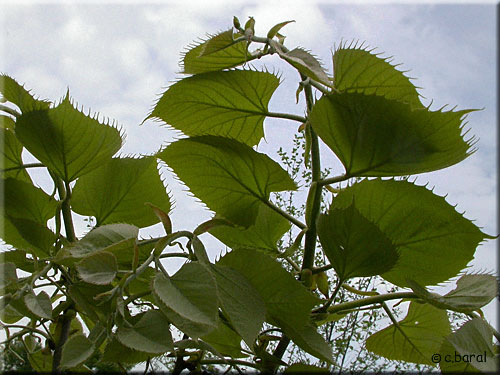 Tilia henryana, Tilleul de Henry