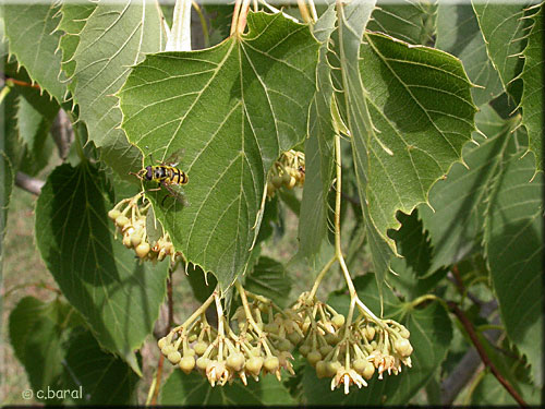 Tilia henryana, Tilleul de Henry
