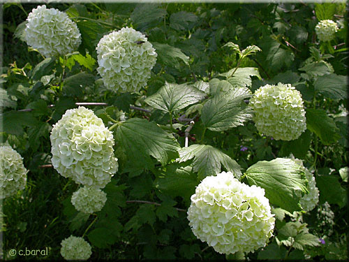 Boule de Neige, Viburnum opulus 'Sterile