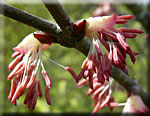 Fleurs du Cercidiphyllum Fleurs du Cercidiphyllum