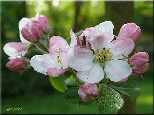 Fleurs du Malus 'Everest'