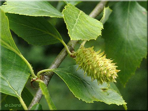 Chaton femelle du Bouleau noir Betula nigra, chaton femelle