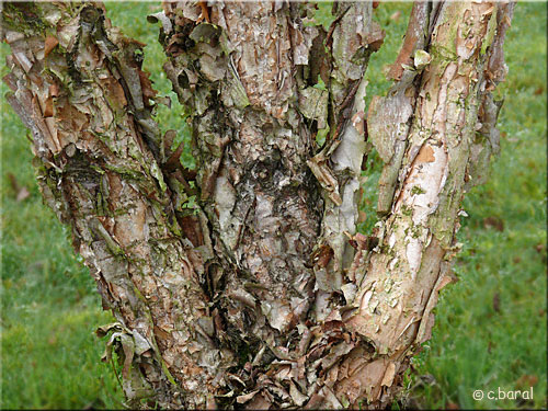 Bouleau noir, Betula nigra Bouleau noir, Betula nigra