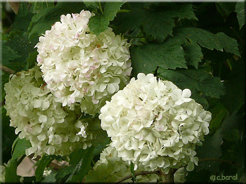 Fleurs en gros pompons du Viburnum opulus 'Sterile'