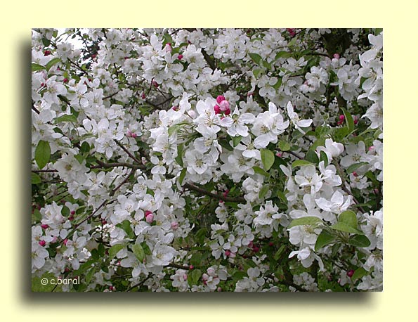 Malus Everest