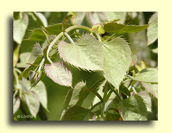 Tilia henryana, Tilleul de Henry