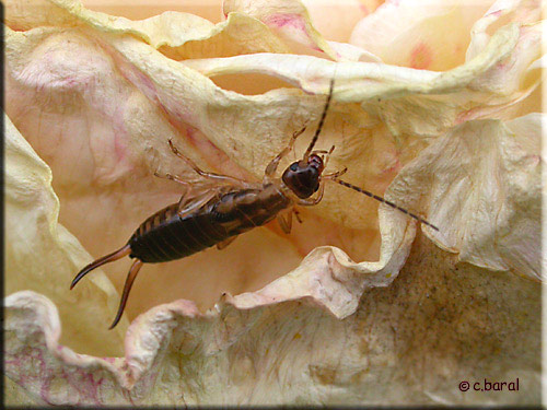 Forficula auricularia, Perce-oreille (femelle) Forficula auricularia, Perce-oreille (femelle)