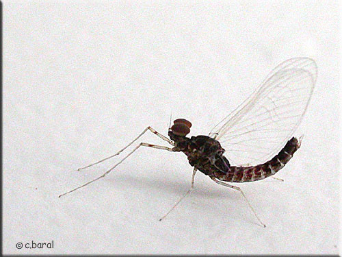 Cloeon dipterum, Ephémère mâle