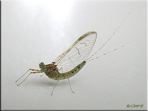 Femelle Cloeon dipterum