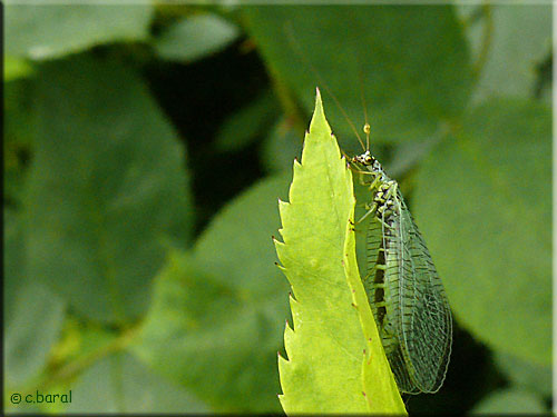Chrysopa perla, Chrysope