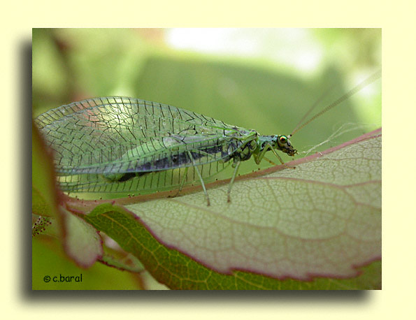 Chrysopa perla, Chrysope