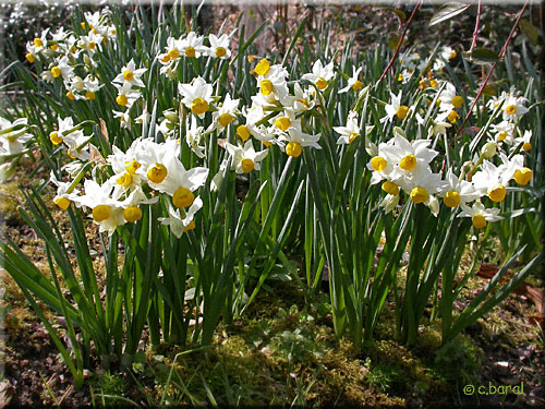 Groupe de Narcisse 'Canaliculatus' Groupe de Narcisse 'Canaliculatus'