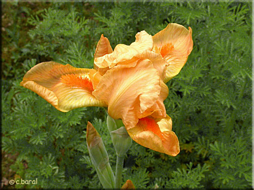 Iris (groupe barbata mediator)