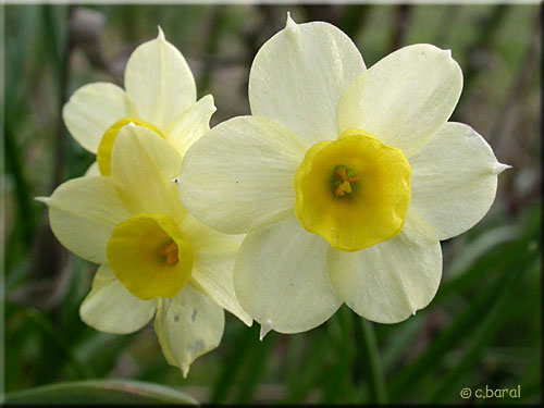 Narcissus 'Minnow'