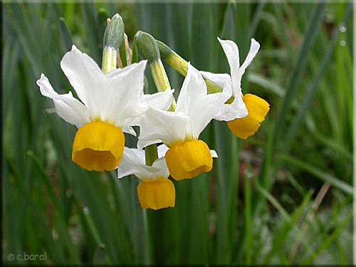 Narcissus 'Canaliculatus'