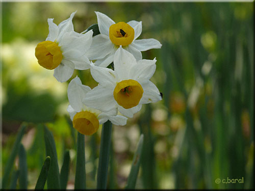 Narcisse 'Canaliculatus' Narcisse 'Canaliculatus'