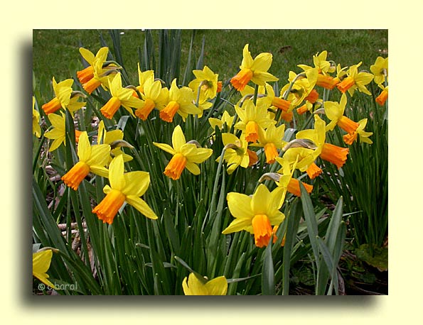 Narcisse