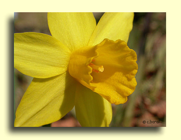Narcisse