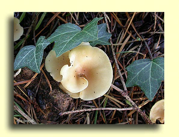 Hohenbuehelia tremula, Pleurote terrestre var. tremula