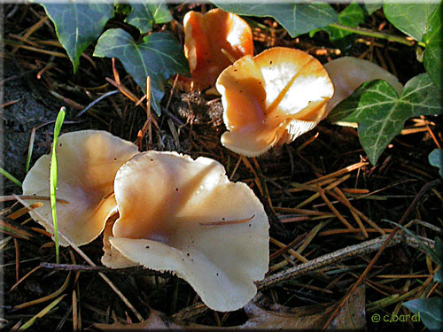 Pleurote terrestre var. tremula, Hohenbuehelia tremula
