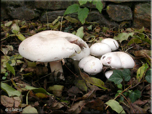 Agaric champêtre, Rosé des prés
