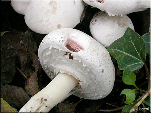 Rosé des prés, Agaric campestris