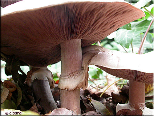 Lamelles roses de l'Agaric champêtre