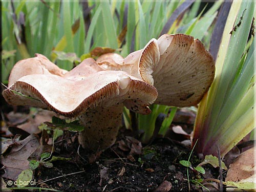 Leucopaxillus (Tricolor ?) Leucopaxillus (Tricolor ?)